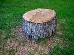 Best Root Management and Removal  in Rockvale, TN