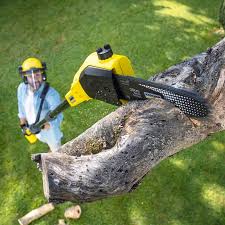 How Our Tree Care Process Works  in  Rockvale, TN