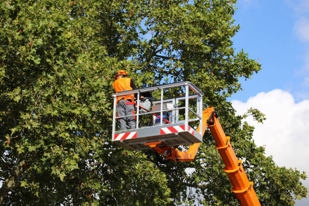 Best Commercial Tree Services  in Rockvale, TN