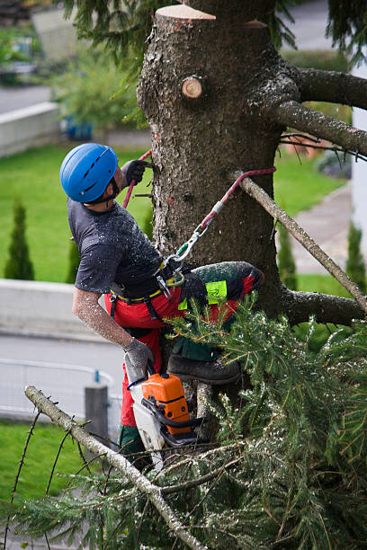 Best Tree Preservation Services  in Rockvale, TN