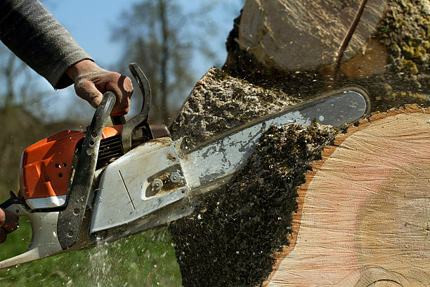 Best Soil Testing and Treatment  in Rockvale, TN