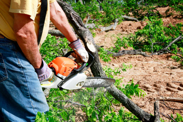 Best Tree Mulching  in Rockvale, TN